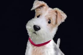 Edward Kane and The Letters of Comfort, Chapter 9: A Dog's Hind Leg? ILLUSTRATION: Lesley-Anne Barnes Macfarlane