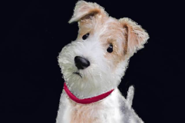Edward Kane and The Letters of Comfort, Chapter 9: A Dog's Hind Leg? ILLUSTRATION: Lesley-Anne Barnes Macfarlane