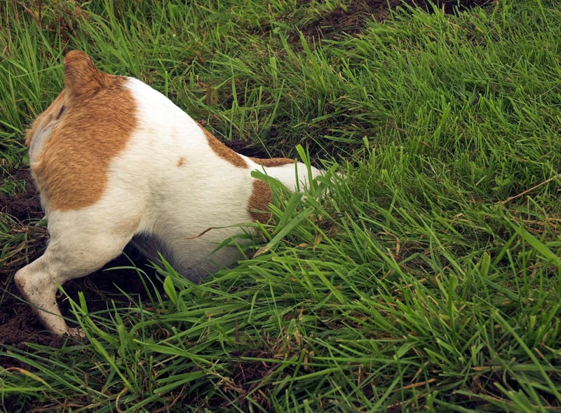 Now most popular as a family pet, the Jack Russell Terrier was originally used to hunt foxes, including digging them out of hiding places beneath the earth. It's a habit they often come back to if bored.