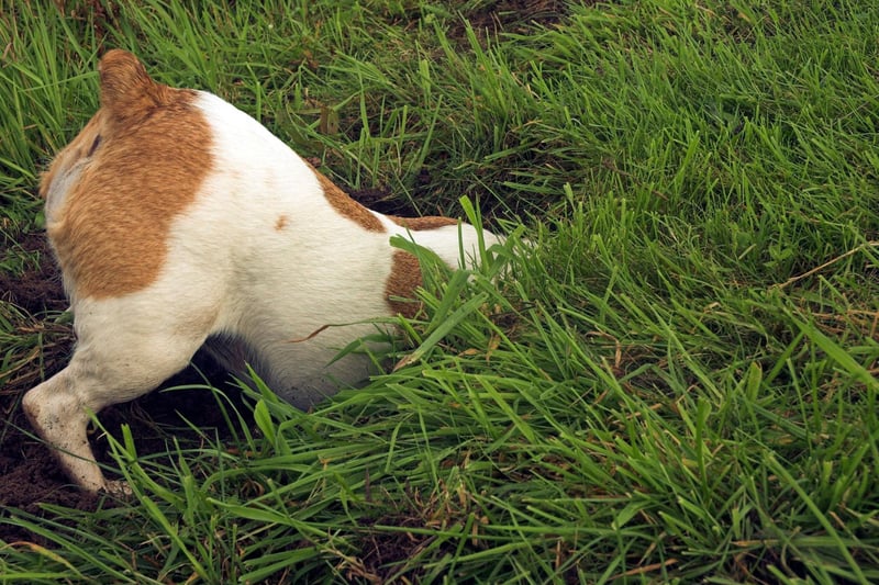 Now most popular as a family pet, the Jack Russell Terrier was originally used to hunt foxes, including digging them out of hiding places beneath the earth. It's a habit they often come back to if bored.
