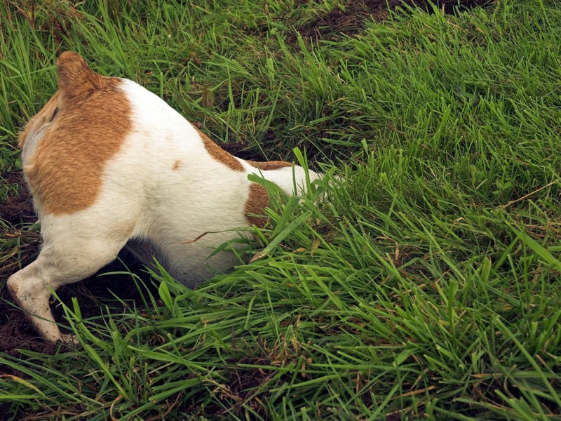 Now most popular as a family pet, the Jack Russell Terrier was originally used to hunt foxes, including digging them out of hiding places beneath the earth. It's a habit they often come back to if bored.