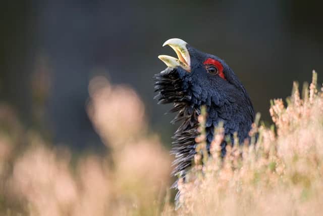Endangered capercaillies are among the native wildlife set to benefit from restoration work across the Cairngorms national Park