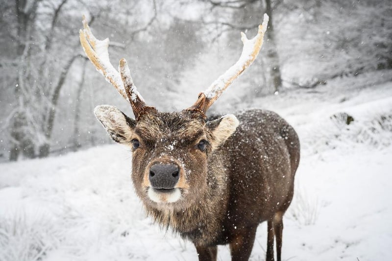 This curious looking deer was spotted in the snow in Knole Park, in Sevenoaks, in England.