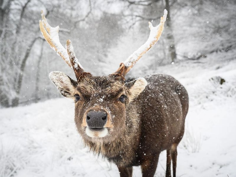 This curious looking deer was spotted in the snow in Knole Park, in Sevenoaks, in England.