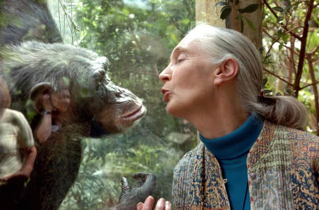 Primatologist Dr Jane Goodall once said, 'what you do makes a difference, and you have to decide what kind of difference you want to make' (Picture: Jens Schlueter/DDP/AFP via Getty Images)