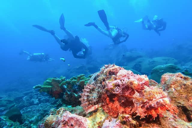 Scuba divers swimming next to a stonefish in the Similan Islands in the Andaman Sea off Thailand's Phang Nga province. Picture: Sebastien Berger/AFP via Getty Images