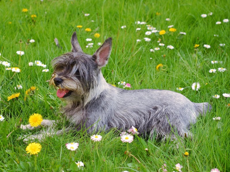 Miniature Schnauzers are fairly intelligent pooches - the 12th cleverest breed according to Stanley Coren's book 'The Intelligence of Dogs'. In comparison the Standard Schnauzer comes in 18th, and the Giant Schnauzer a lowly 28th.