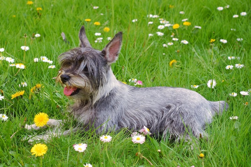 Miniature Schnauzers are fairly intelligent pooches - the 12th cleverest breed according to Stanley Coren's book 'The Intelligence of Dogs'. In comparison the Standard Schnauzer comes in 18th, and the Giant Schnauzer a lowly 28th.