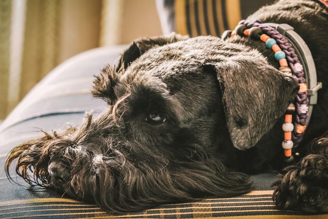Miniature Schnauzers make excellent watchdogs - they rate as the fifth best breed to bark warnings to their owners about any potential danger.