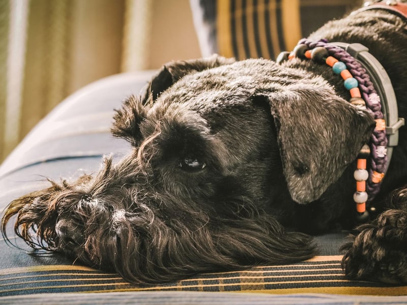 Miniature Schnauzers make excellent watchdogs - they rate as the fifth best breed to bark warnings to their owners about any potential danger.