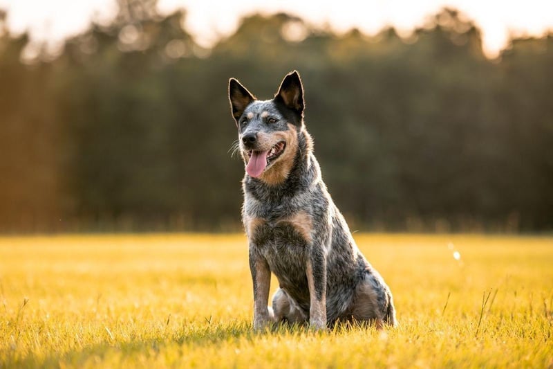 A more unusual breed in the UK, the Australian Cattle Dog is a tireless worker – which it needs to be while droving cattle over long distances in Australia.