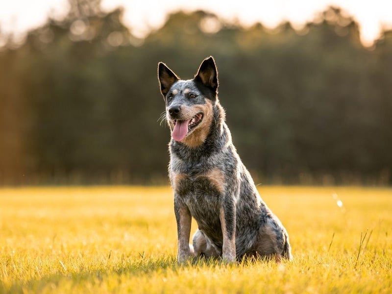 A more unusual breed in the UK, the Australian Cattle Dog is a tireless worker – which it needs to be while droving cattle over long distances in Australia.