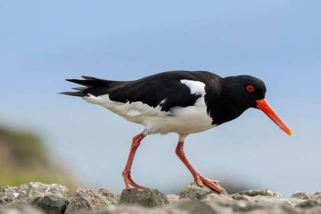 The Oystercatcher swapped Orkney for the bright lights of London
Pic: Getty