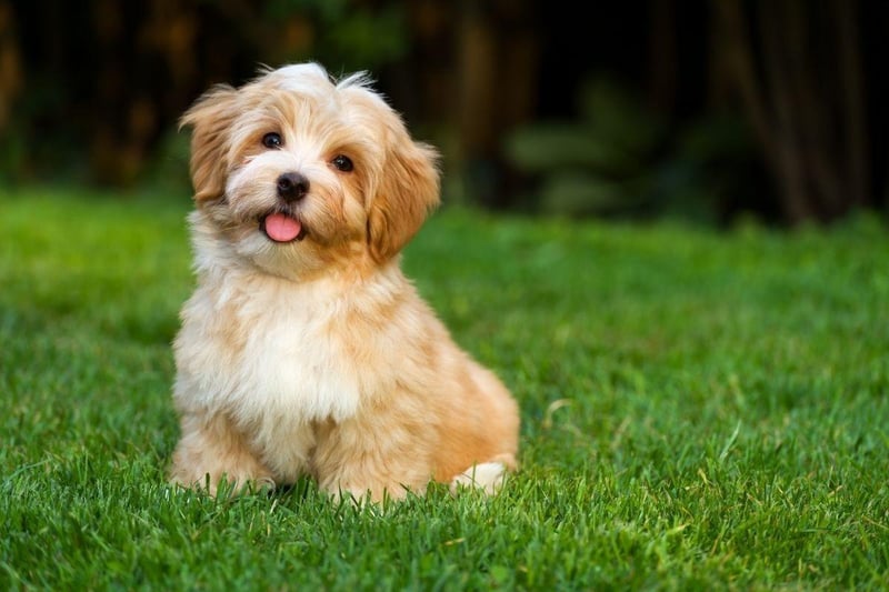 Hailing from Cuba's capital city, the Havanese, like most small dog breeds, have more chance of developing liver and kidney disease than larger dogs. Otherwise these adorable characters can be expected to remain healthy for the majority of their lives.