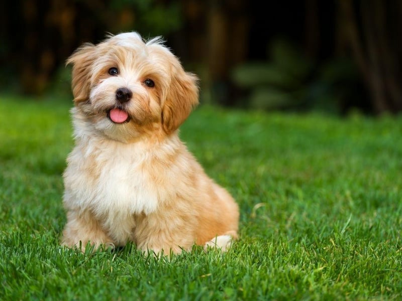 Hailing from Cuba's capital city, the Havanese, like most small dog breeds, have more chance of developing liver and kidney disease than larger dogs. Otherwise these adorable characters can be expected to remain healthy for the majority of their lives.