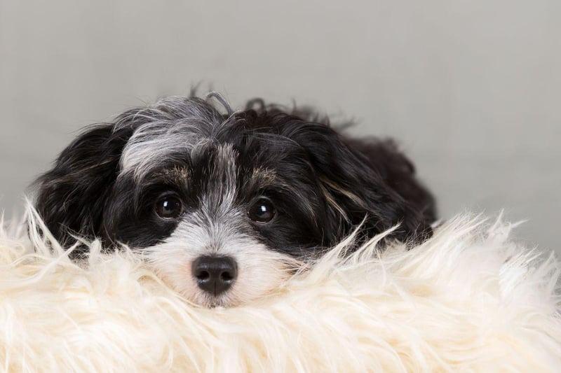 Another diminuative pup that doesn't suffer from the 'small dog syndrome' that often leads to aggression is the Havanese. These dogs were originally bred in Cuba and just like to snuggle up with their owner.