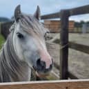 Visitors will get the chance to meet rescue pony Lottie (Pic: Scottish SPCA)