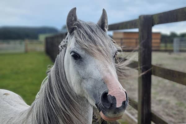 Visitors will get the chance to meet rescue pony Lottie (Pic: Scottish SPCA)
