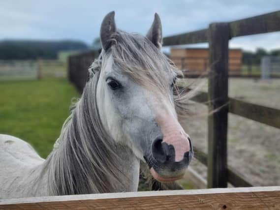 Visitors will get the chance to meet rescue pony Lottie (Pic: Scottish SPCA)