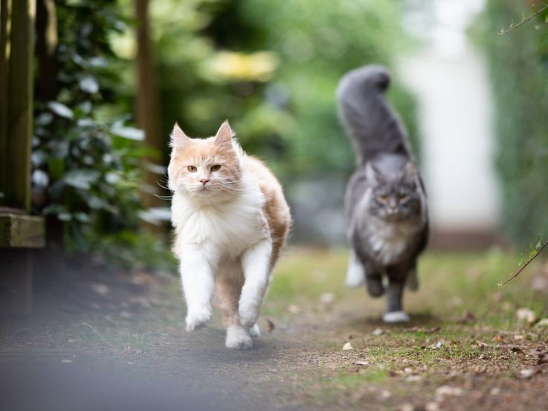 Some cats zoom around the house after going to the toilet. Often, it is just to celebrate a job well done (no, really) it can sometimes mean they are uncomfortable, so be sure to check their stool has no abnormalities.