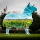 The Royal Highland Show is gearing up for a baa-rmy time this summer