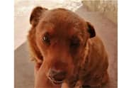 Bobi is officially the oldest dog who has ever lived.