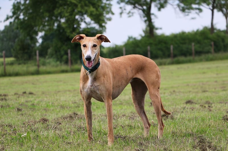 Greyhounds need surprisingly little exercise. I fact, give them one decent walk each day and they'll happily spend the rest of their time curled up on the couch while you head out to the office.