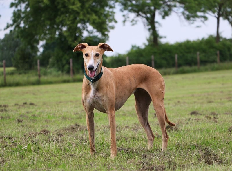 Greyhounds need surprisingly little exercise. I fact, give them one decent walk each day and they'll happily spend the rest of their time curled up on the couch while you head out to the office.