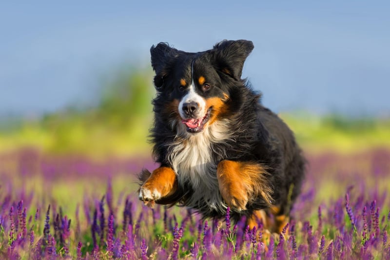 Dogs instinctively shake their heads to relieve discomfort, itchiness or irritation in or around the ears. If your dog shakes their head once or twice, then it's usually nothing to be concerned about, but if they are excessively shaking and vigorously, it's worth a trip to the vet.