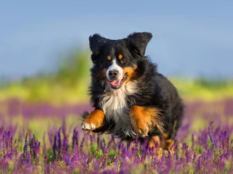 Dogs instinctively shake their heads to relieve discomfort, itchiness or irritation in or around the ears. If your dog shakes their head once or twice, then it's usually nothing to be concerned about, but if they are excessively shaking and vigorously, it's worth a trip to the vet.
