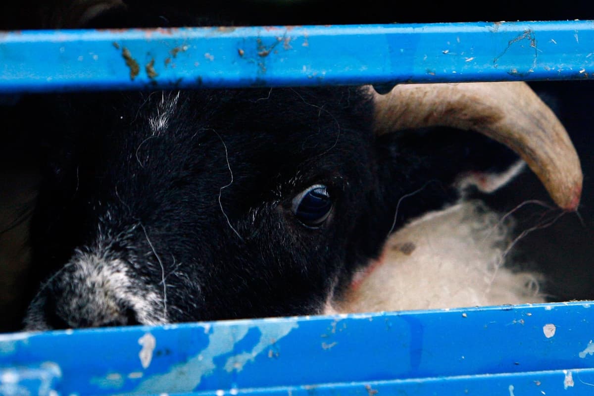 Live animal exports: UK Government just dropped its planned ban on practices that belong in the Dark Ages – Philip Lymbery
