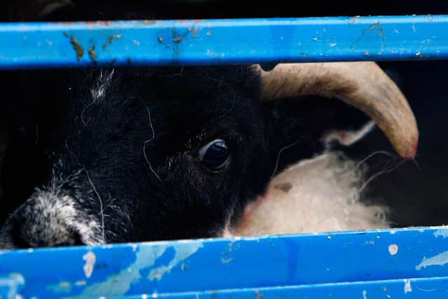 The fear in the eye of this lamb seems obvious (Picture: Jeff J Mitchell/Getty Images)