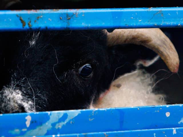The fear in the eye of this lamb seems obvious (Picture: Jeff J Mitchell/Getty Images)