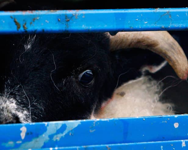 The fear in the eye of this lamb seems obvious (Picture: Jeff J Mitchell/Getty Images)