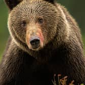 One of Mike's amazing brown bear images - Animal News Agency
