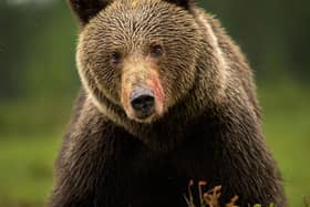 One of Mike's amazing brown bear images - Animal News Agency