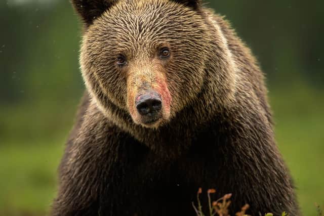 One of Mike's amazing brown bear images - Animal News Agency