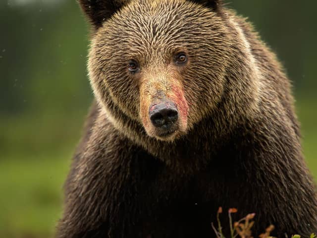 One of Mike's amazing brown bear images - Animal News Agency