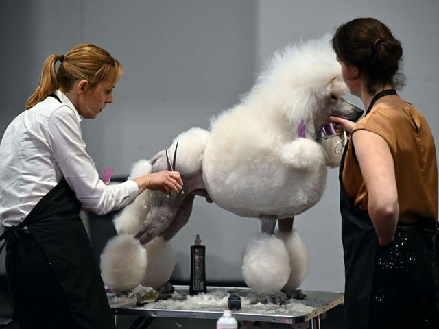 Two women groom a Standard Poodle dog before being judged on the final day of the Crufts dog show.