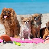Most dogs love a trip to the beach - but owners need to make sure that they stay safe on the sand.