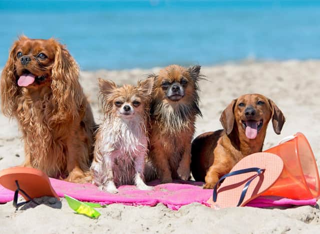 Most dogs love a trip to the beach - but owners need to make sure that they stay safe on the sand.