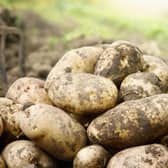 Unequal trade in seed potatoes