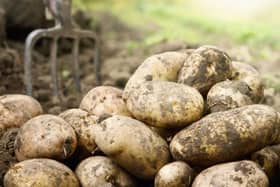 Unequal trade in seed potatoes