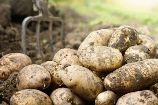 Unequal trade in seed potatoes