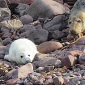 This baby grey seal was one of the lucky ones - a rare survivor of Storm Arwen, which killed hundreds of pups from a colony at St Abb's Head nature reserve on the south-east coast of Scotland