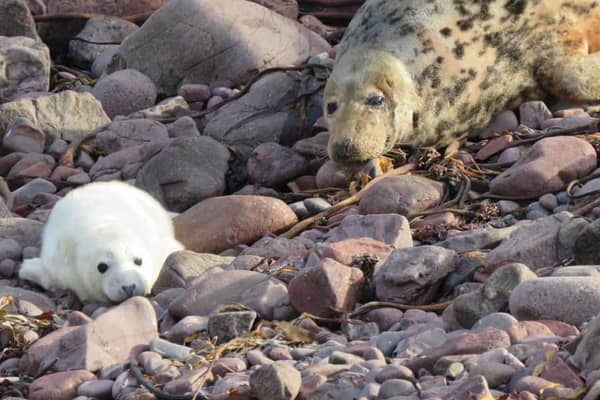 This baby grey seal was one of the lucky ones - a rare survivor of Storm Arwen, which killed hundreds of pups from a colony at St Abb's Head nature reserve on the south-east coast of Scotland