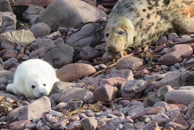 This baby grey seal was one of the lucky ones - a rare survivor of Storm Arwen, which killed hundreds of pups from a colony at St Abb's Head nature reserve on the south-east coast of Scotland