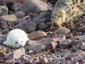 This baby grey seal was one of the lucky ones - a rare survivor of Storm Arwen, which killed hundreds of pups from a colony at St Abb's Head nature reserve on the south-east coast of Scotland