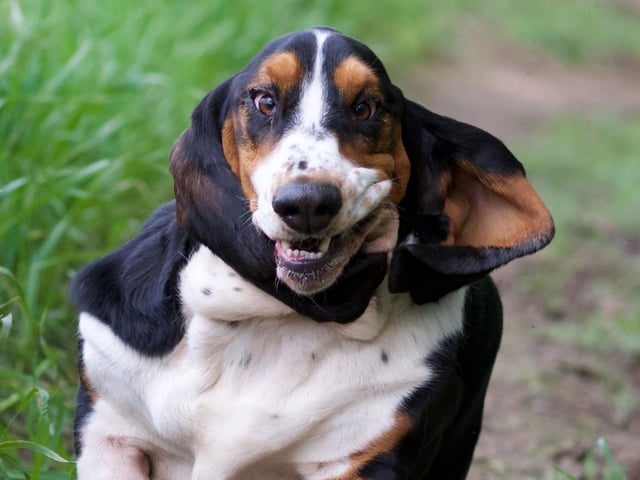 The Basset Hound has more bone per pound than any other dog - meaning that although they stand only around 15 inches tall, they weigh in at up to 70 pounds. Good luck carrying one of these hefty pups.