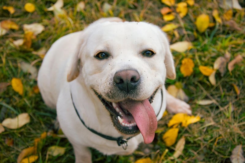 One of the reasons that the Labrador Retriever is the world's most popular dog is its lack of aggression. Vigorous licking of faces is the main thing to look out for with this good natured breed.